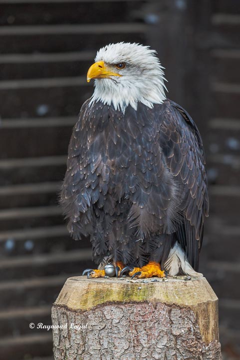 weisskopfseeadler sitzend