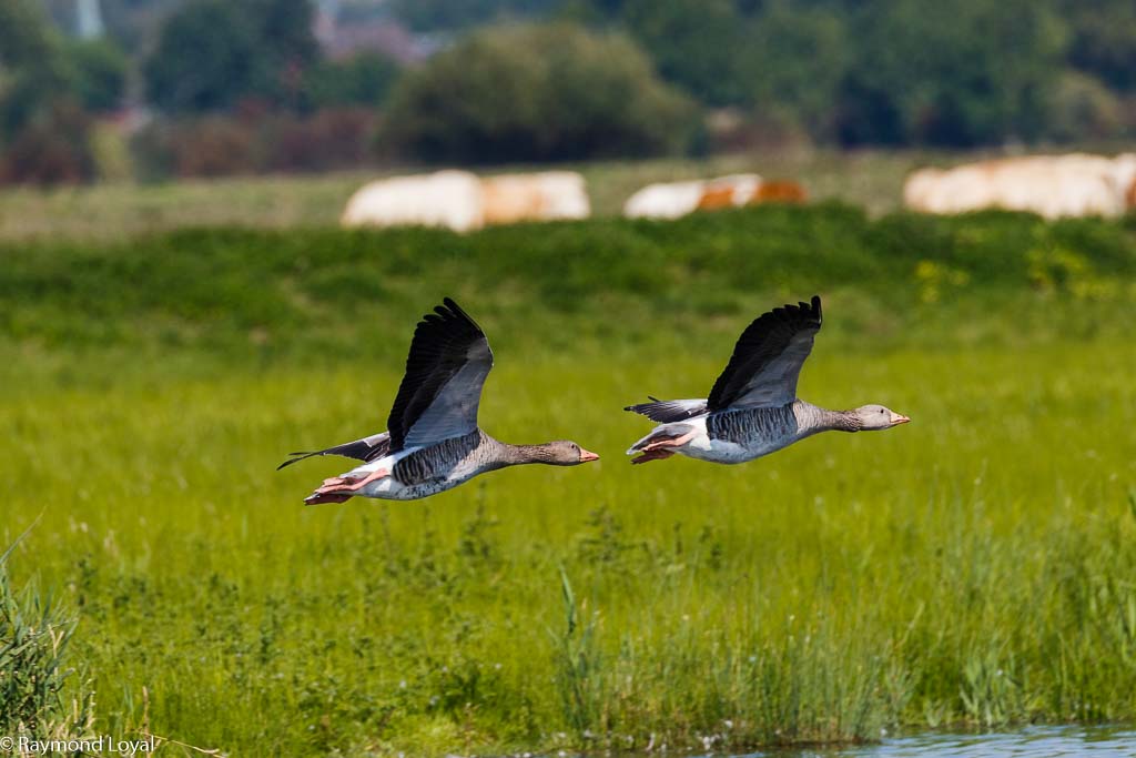 greylag goose anser anser