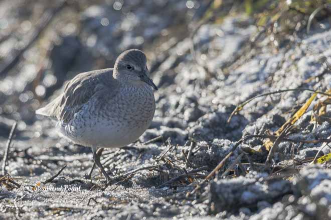 red knot