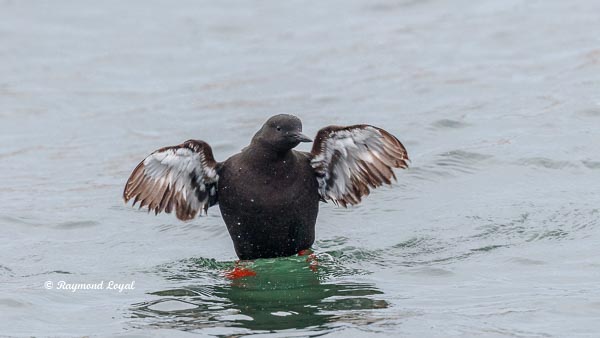 black guillemot