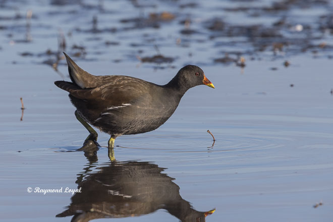 common moorhen