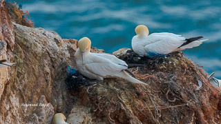 fischereinetze als nistmaterial