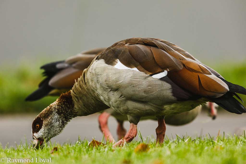 aegyptian goose alopochen aegpytiacus feeding on green grass