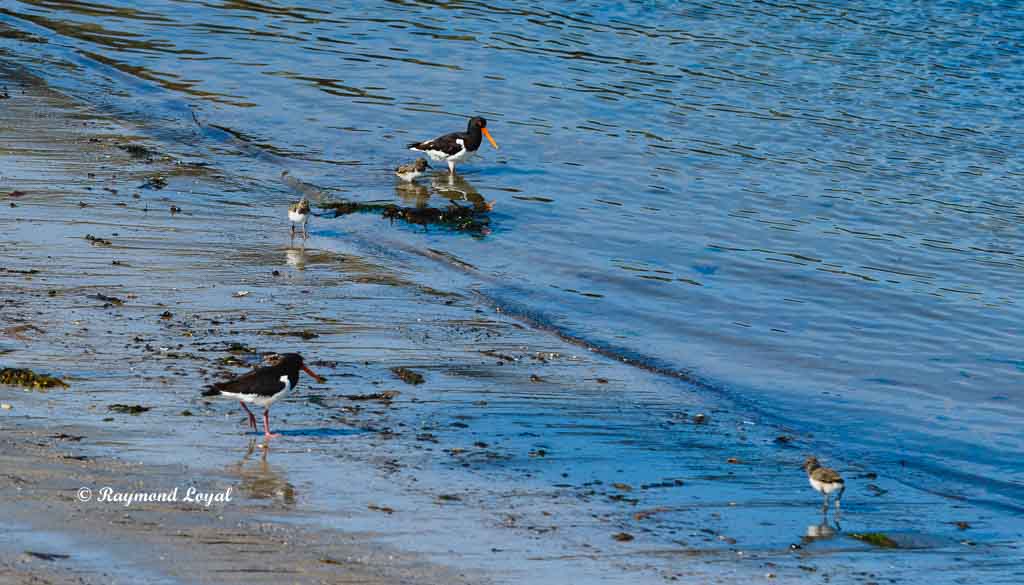 helgoland nature image