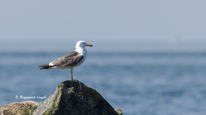 caspian gull