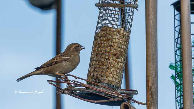 house sparrow