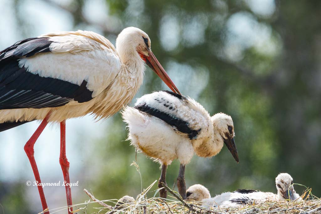 weiss storch nest jungvogel