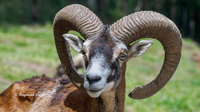 mufflon