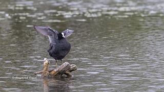 coot