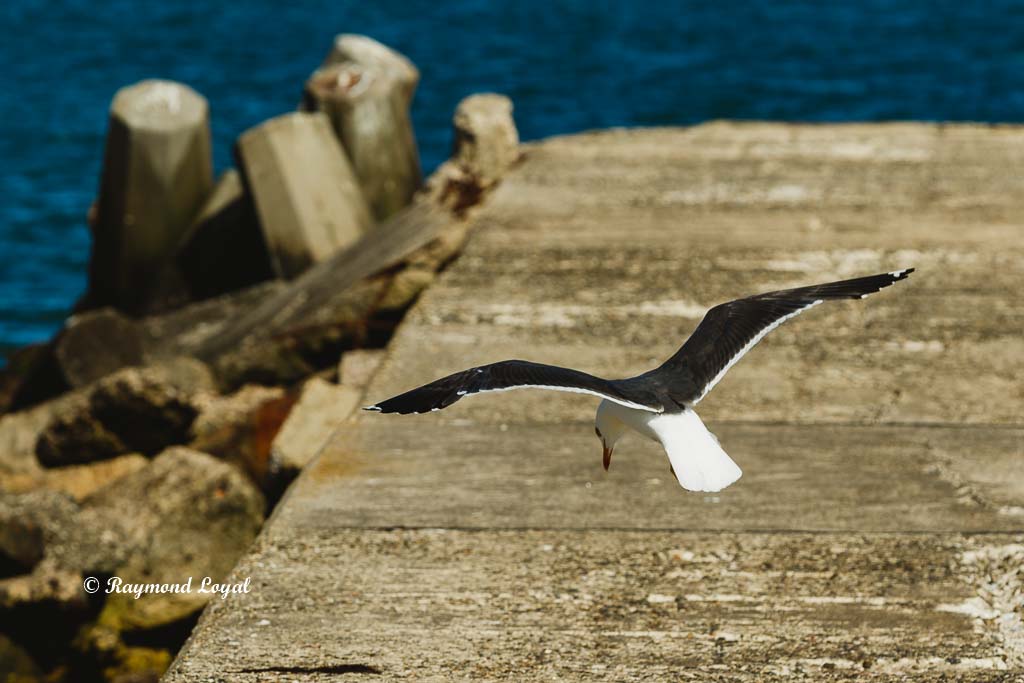 heringsmoewe vogel flug