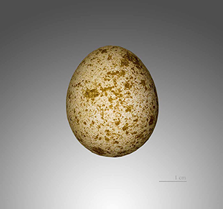 common kestrel egg