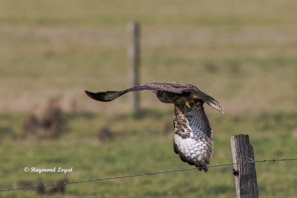 maeusebussard im flug