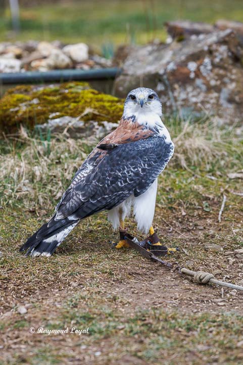 rotrueckenbussard vogel portrait