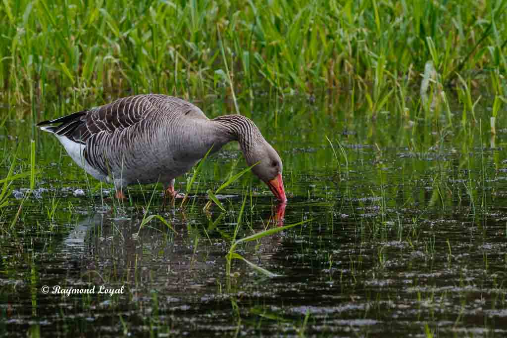 graugans im wasser