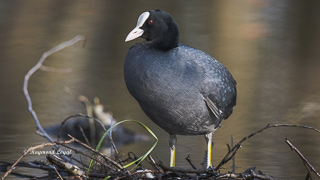 blaessralle beim putzen