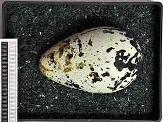 egg common guillemot museum wiesbaden