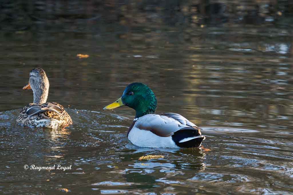 stockente schwimmt im wasser