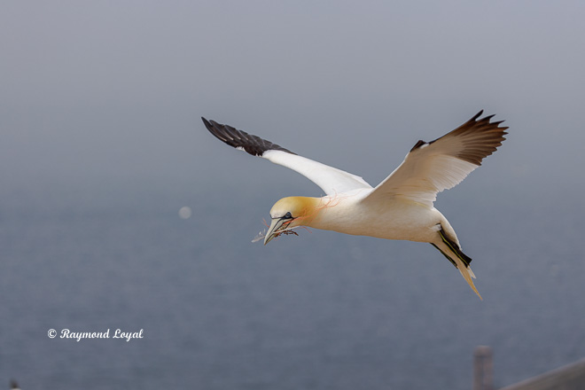 flying gannet