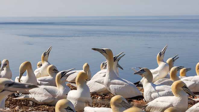 northern gannet