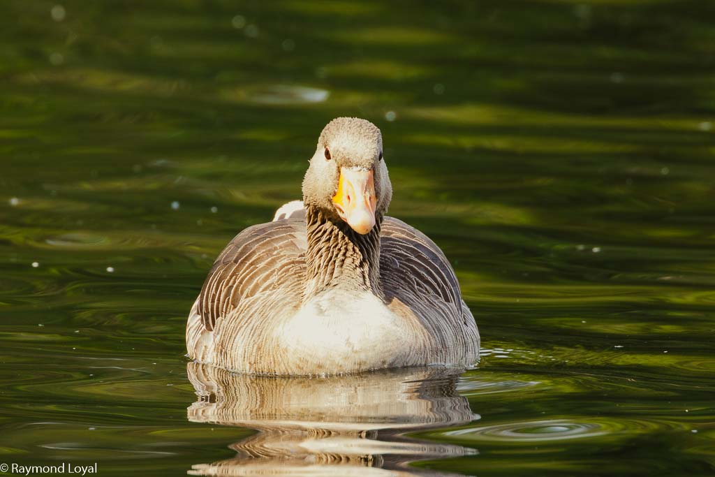 greylag goose anser anser