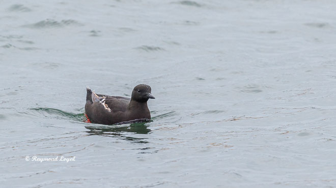 black guillemot