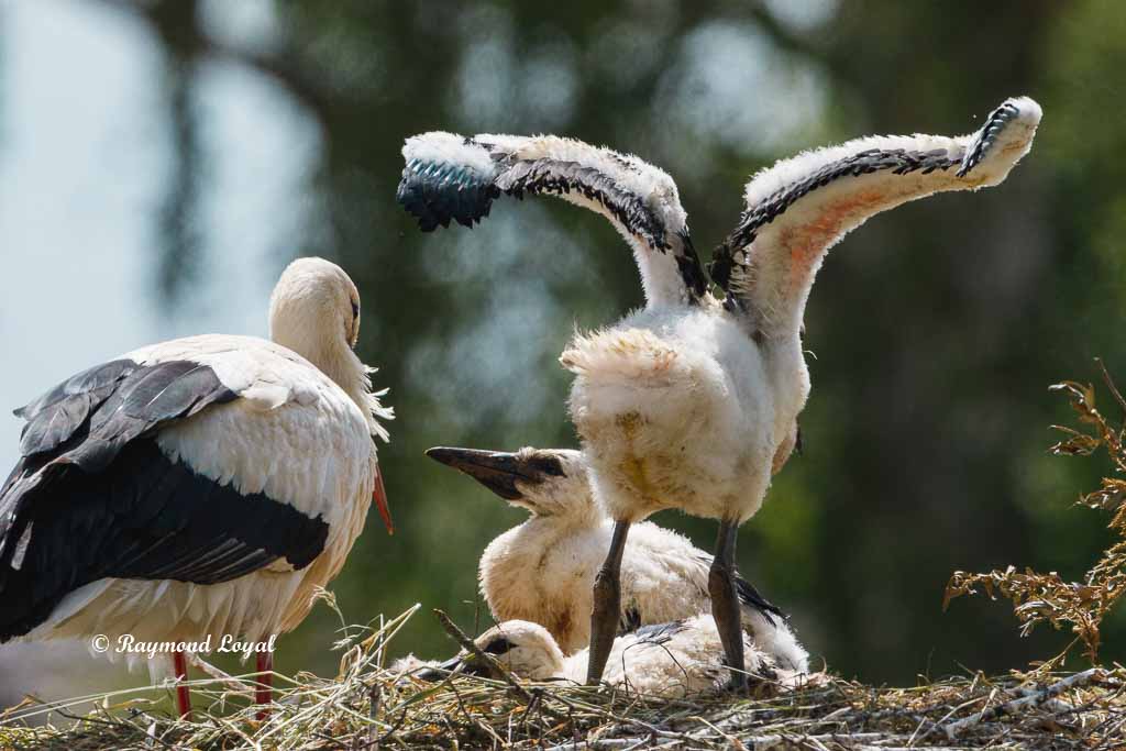 weiss storch jungvogel