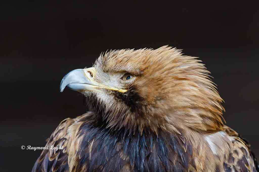 imperial eagle bird portrait