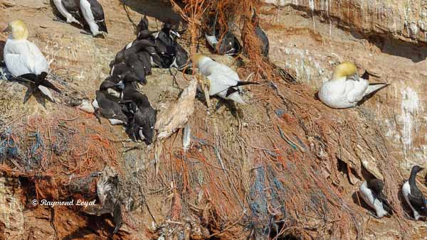 fishing nets killing seabirds