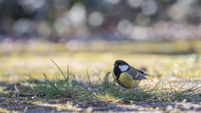 great tit