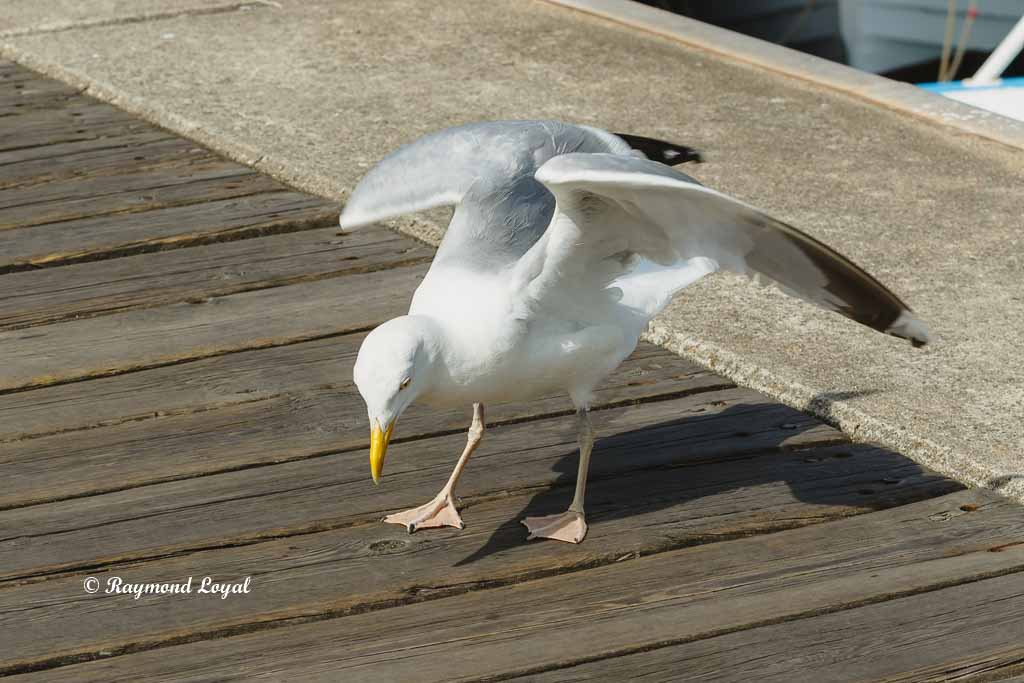 helgoland image