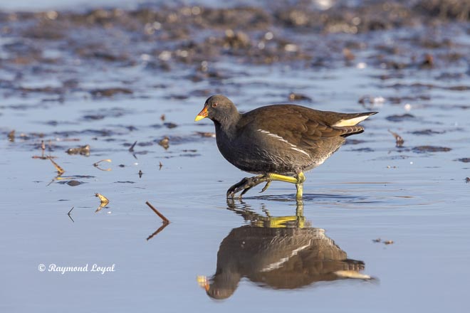 common moorhen