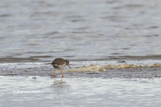 common redshank