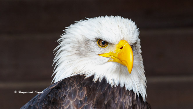 bald eagle