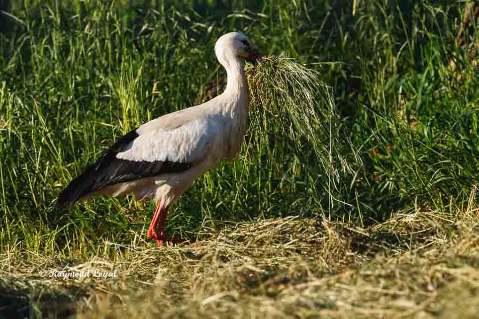 weiss storch nitst material