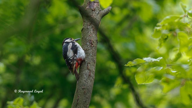 great spotted woodpecker