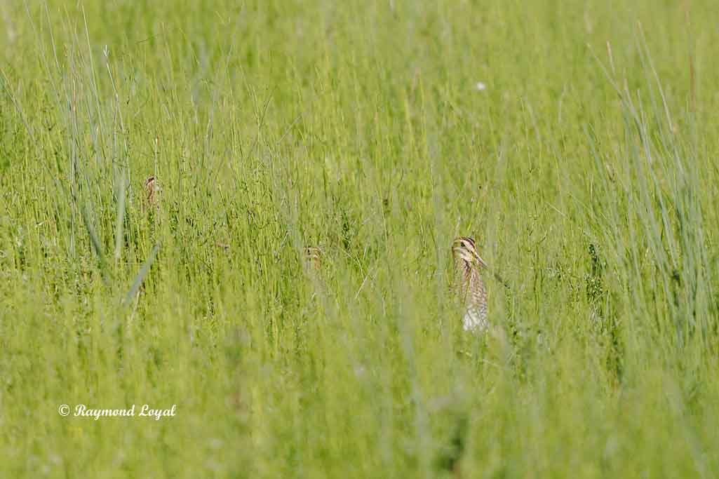 bekassinen im gras