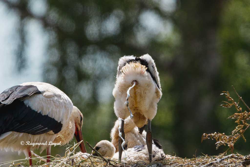 weiss storch jungvogel