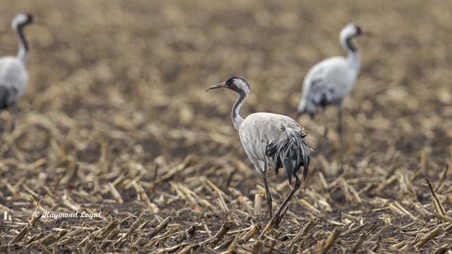 cranes