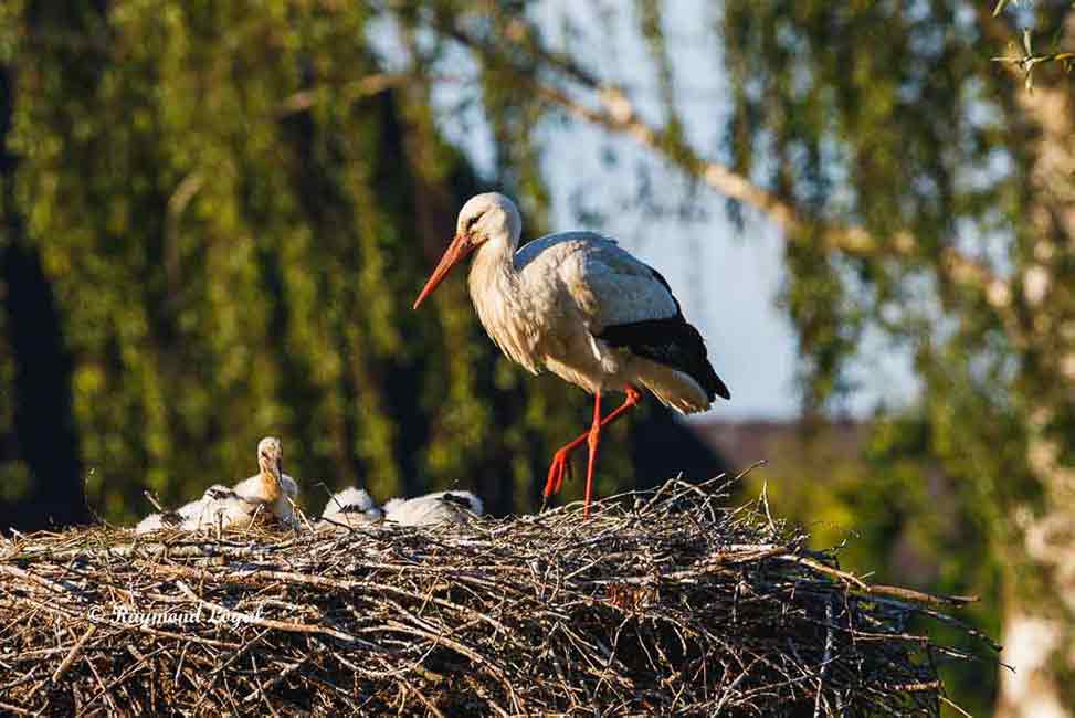 weiss storch junge horst