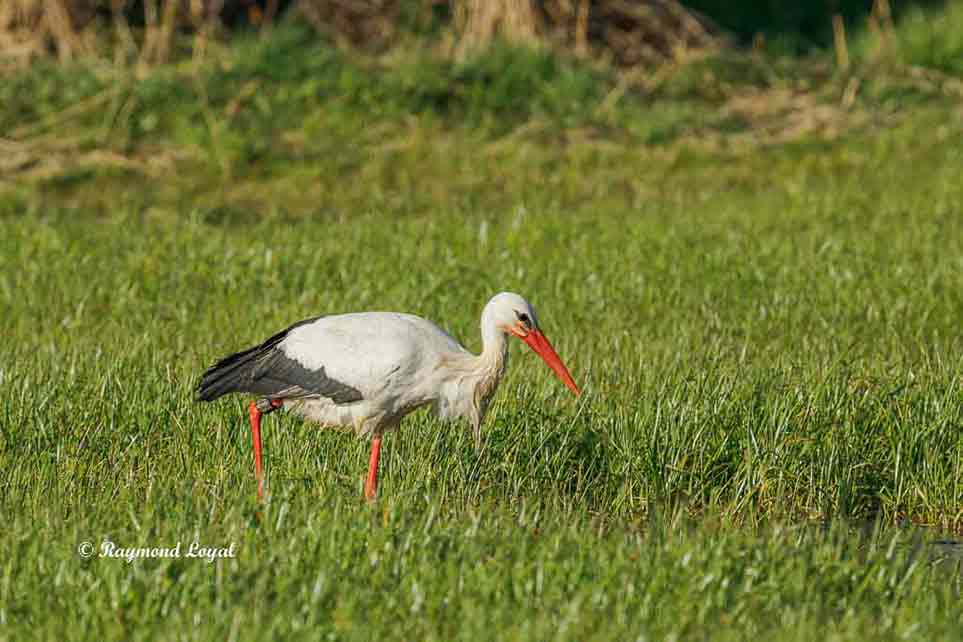 weiss storch wiese