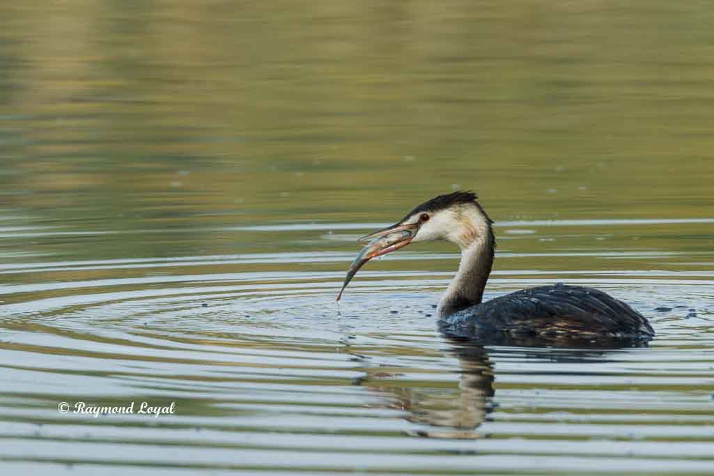 haubentaucher beim fischfang