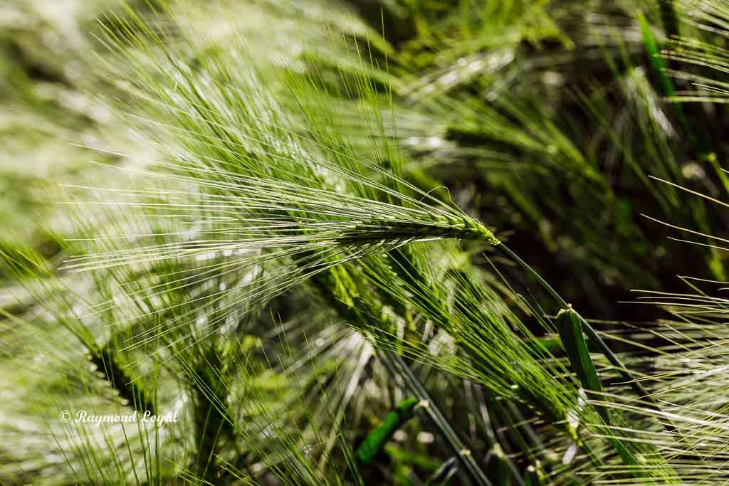 nature photography