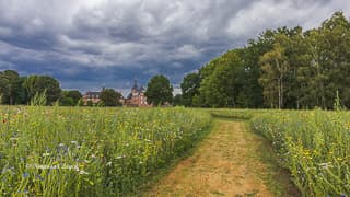 schloss wasserburg anholt wildblumenwiese