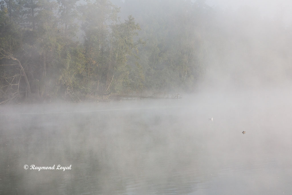 morning mist lake