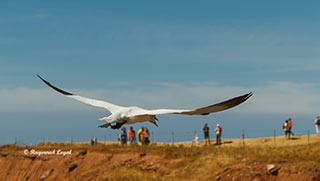 basstoelpel vogel flug
