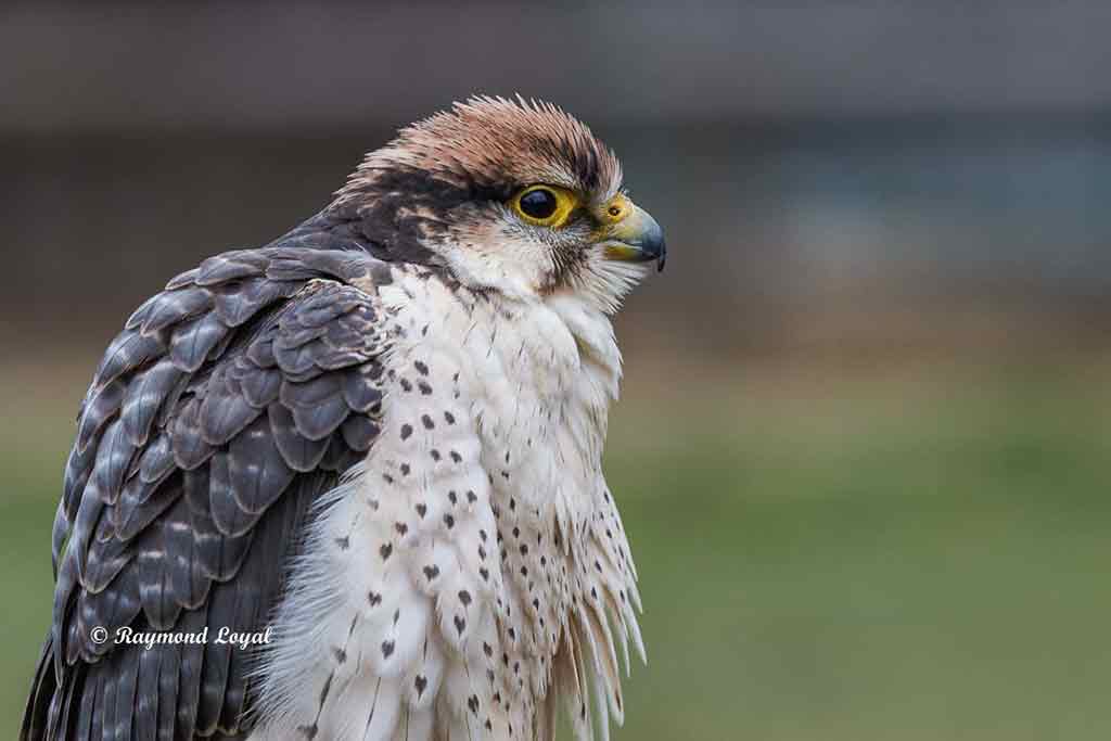 lannerfalke vogel portrait