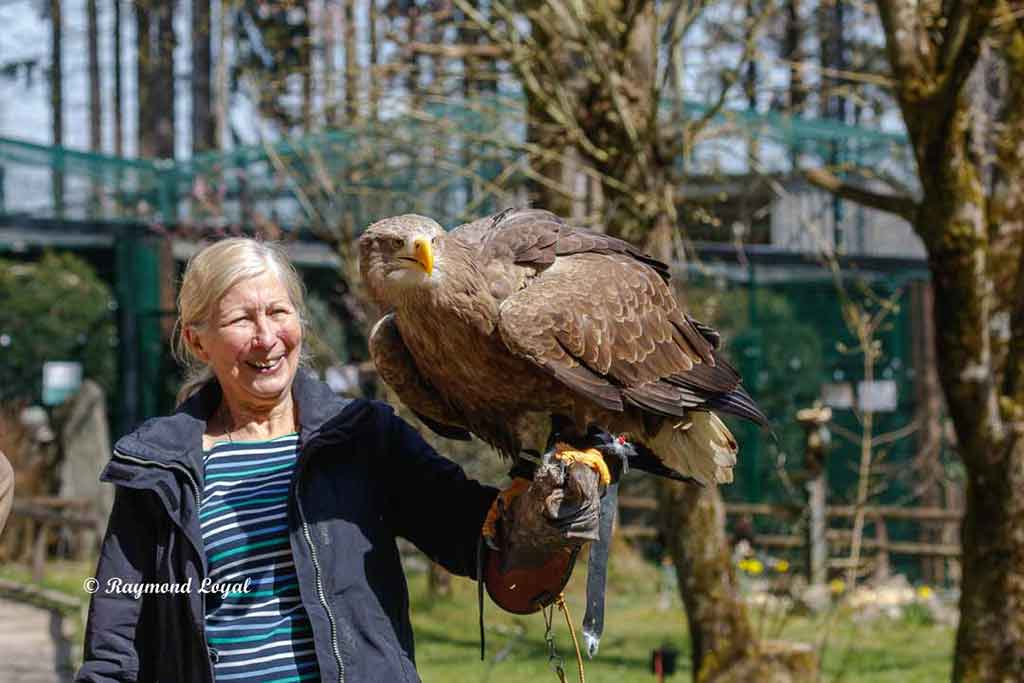 seeadler vogel portrait