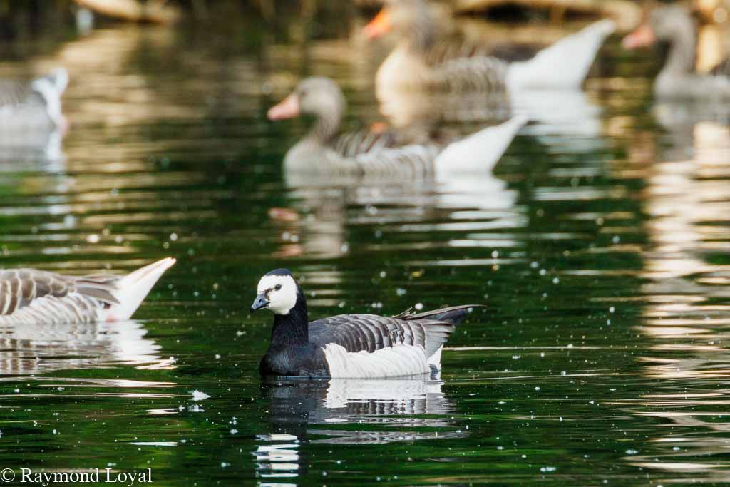 nonnengans weisswangengans branta leucopsis