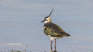 northern lapwing