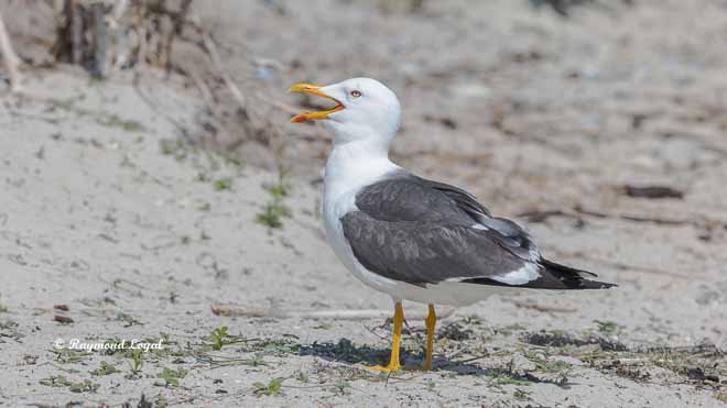 lesser black-backed gull